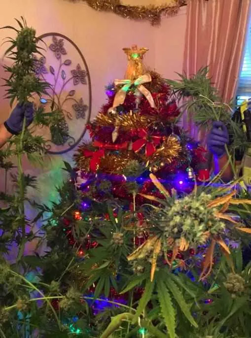 Imagem ilustrativa da imagem Policiais encontram pé de maconha disfarçado como árvore de Natal