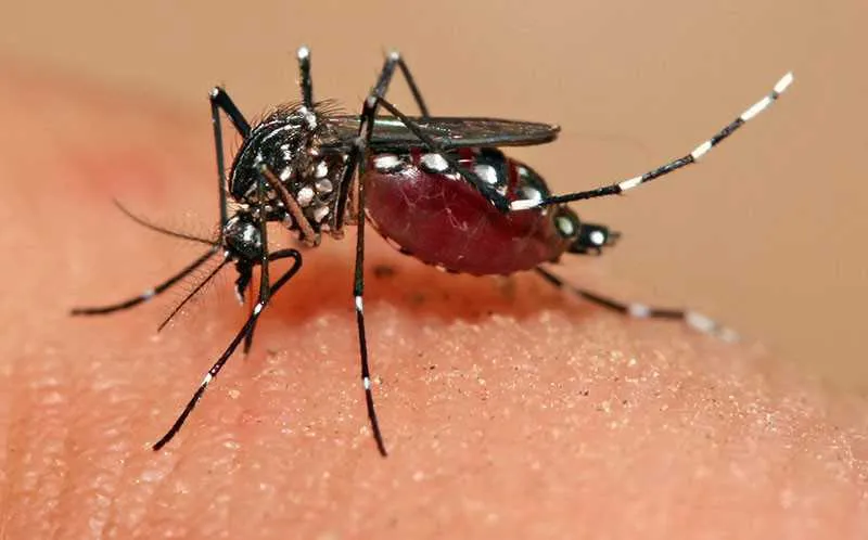Imagem ilustrativa da imagem Entenda a diferença entre zika, dengue e chikungunya