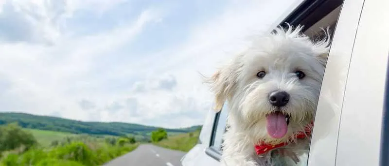 Imagem ilustrativa da imagem Saiba como fazer o transporte seguro dos pets nas viagens