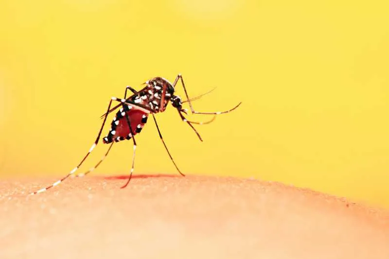 Imagem ilustrativa da imagem Febre Amarela: Estado entrega vacinas contra febre amarela às prefeituras