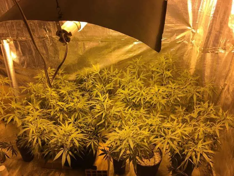 Diversas mudas de maconha foram encontradas num ambiente propício para a produção