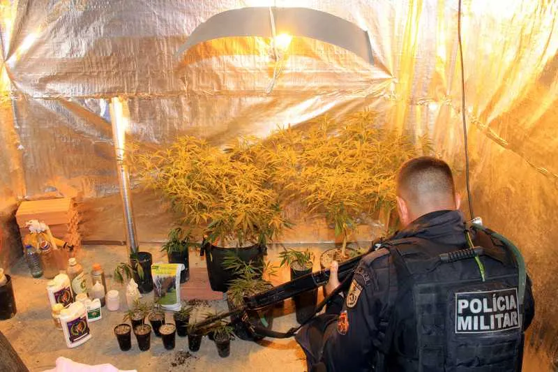 Espaço climatizado e com luzes especiais se tornou ambiente propício para o cultivo de canabbis