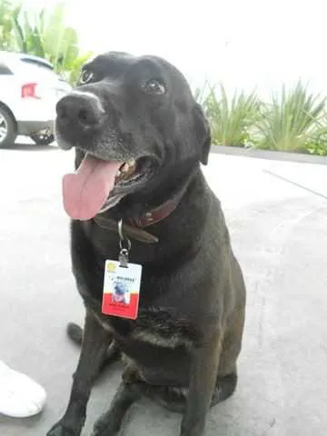 Imagem ilustrativa da imagem Negão, o cãozinho abandonado que virou funcionário do mês