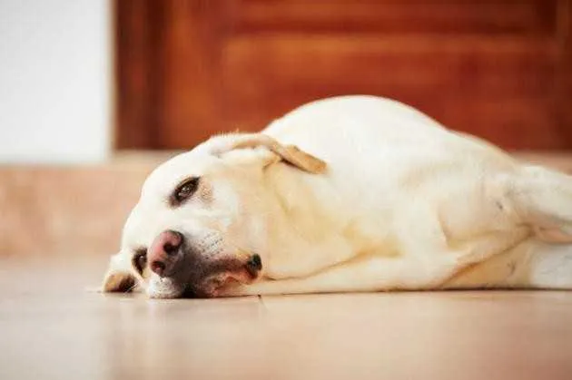 Imagem ilustrativa da imagem Intoxicação Animal: Veja como lidar com intoxicação em cães e gatos