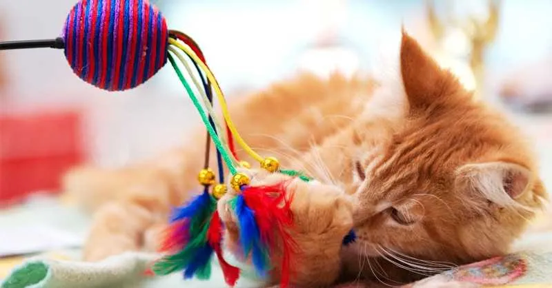 Atividades entre donos e seus pets melhora o relacionamento e faz com que o felino faça uma atividade física.
