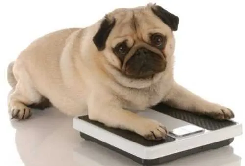O sobrepeso é um dos primeiros sinais de que seu animal está precisando de mais exercícios. 
