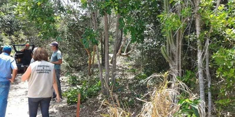 Fiscais encontraram lotes já desmatados e uma rua sendo aberta em meio á vegetação nativa