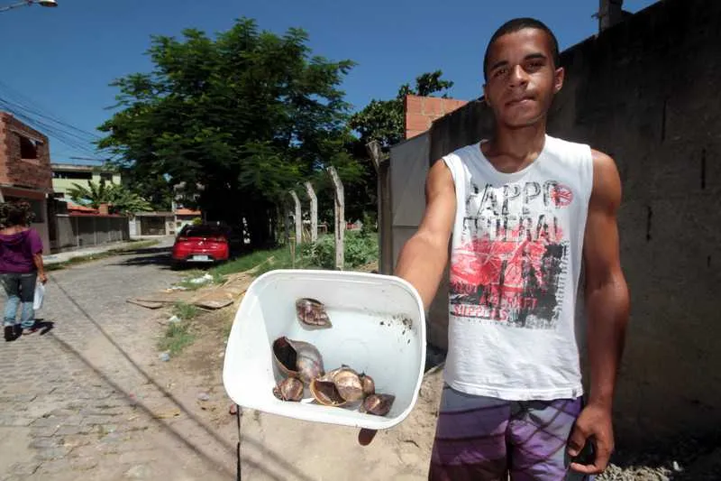 A infestação de caramujos incomoda e coloca em risco a vida de quem passa pelo local