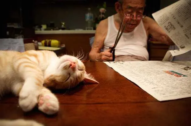 Imagem ilustrativa da imagem Neta oferece gatinho para o avô doente e vira sua vida de ponta cabeça – no melhor sentido
