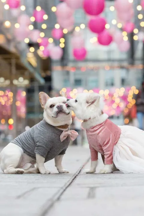 Imagem ilustrativa da imagem Cachorros fazem ensaio fotográfico para celebrar noivado
