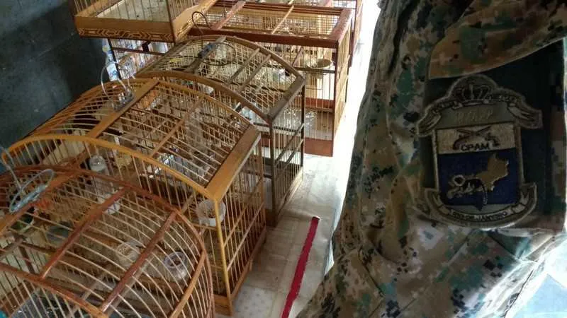 Os policiais encontrararm pássaros no bairro Joaquim de Oliveira