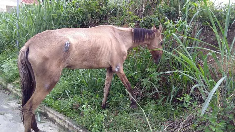 Moradores decidiram amarrar o animal com medo que ela deixe o local e seja atropelada
