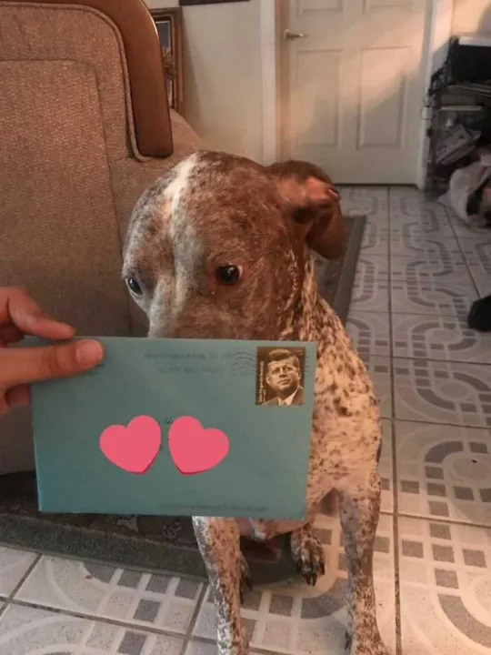 Imagem ilustrativa da imagem O ex-marido dessa mulher continua enviando presentes de aniversário pro cachorro que os dois adotaram