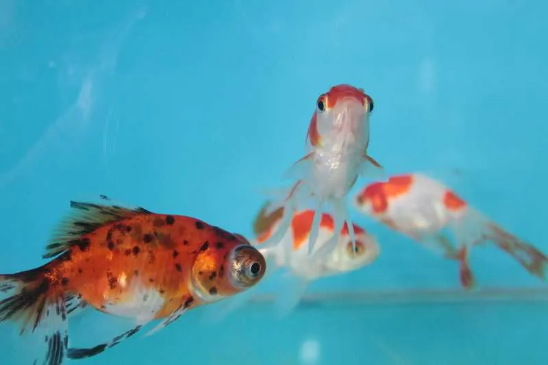 Imagem ilustrativa da imagem Peixes ornamentais também são companheiros de estimação