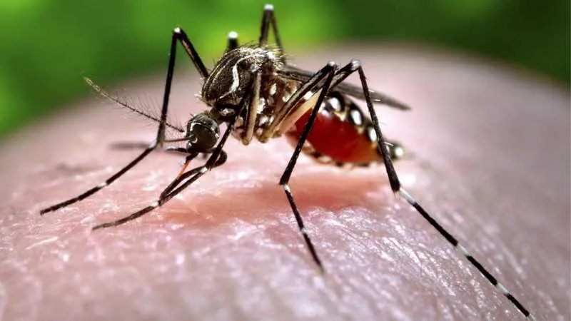 Ministério da Saúde declara fim de Emergência Nacional para associação da Zika à microcefalia