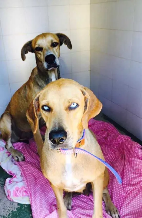 Cães foram abandonados