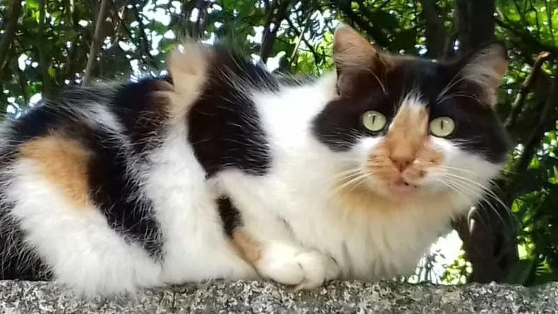 Stephanie está desaparecida, há kuma semana, em São Gonçalo