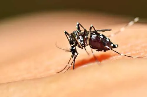 Foram confirmados outros dois novos casos de febre amarela