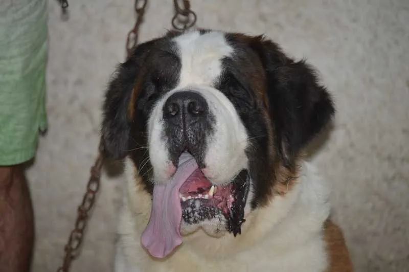 Linda tem quatro anos e chupa o dedo quando dorme