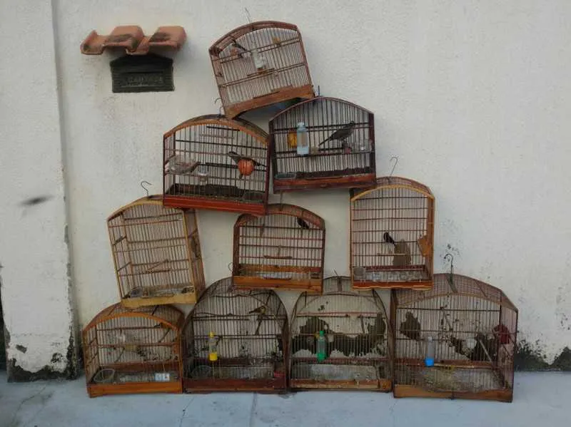   O resgate dos animais, segundo os policiais, só foi possível após terem recebido informações encaminhadas pelo Linha Verde, programa do Disque Denúncia.