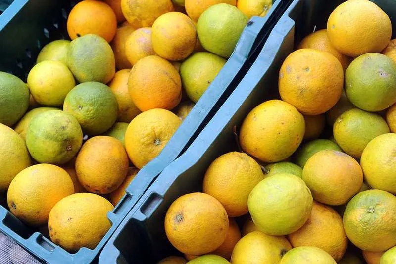A laranja no topo dos ‘vilões’ desta semana: está 20% mais cara