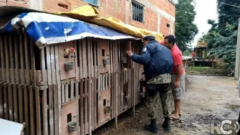 Imagem ilustrativa da imagem Polícia ‘estoura’ rinha de galo em Botafogo