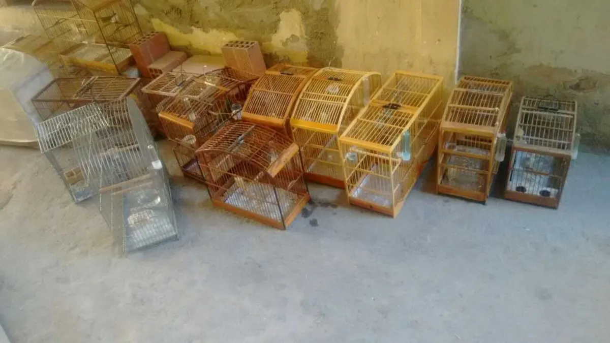 Policiais encontraram 14 pássaros da fauna silvestre em casa da Rua João Batista Carlos dos Santos