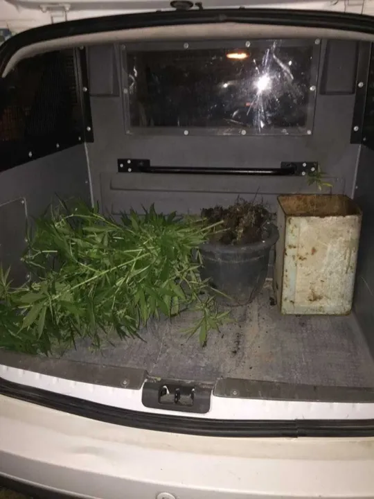 No imóvel, policiais militares encontraram mais de 10 mudas de maconha em diferentes vasos