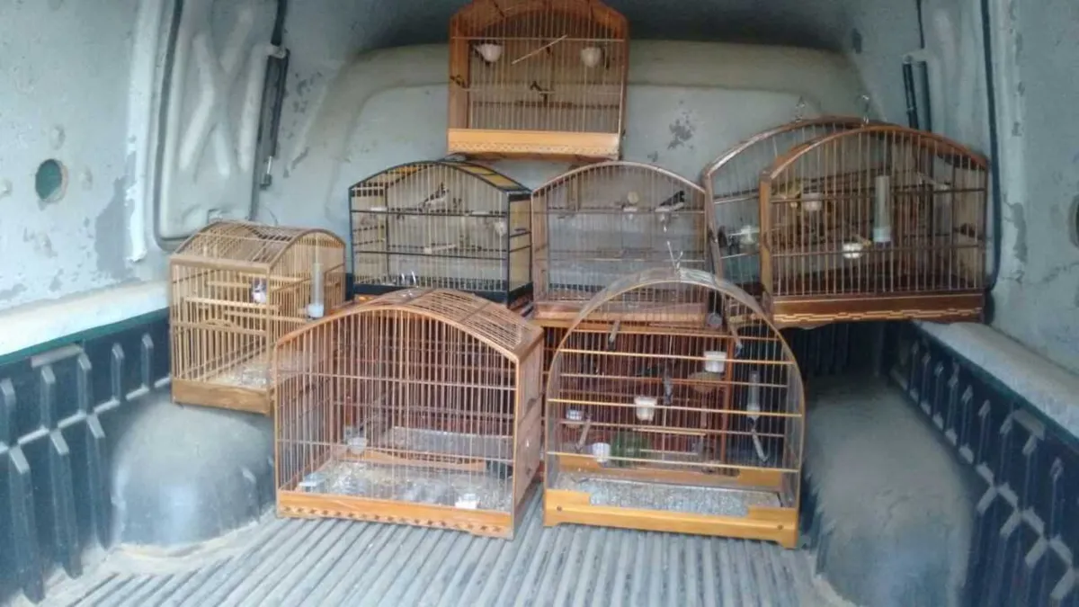  Os pássaros estavam em duas casas no Retiro São Joaquim