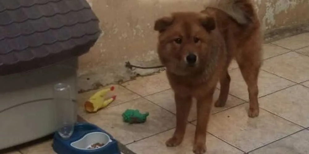 Cão foi encontrado acorrentado em um espaço pequeno que o impedia de se locomover