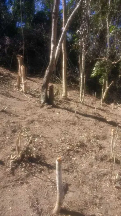 Uma obra acabou motivando o desmatamento no local