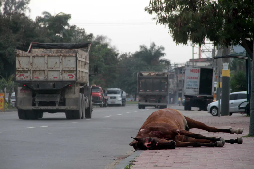 16 08 2017 Cavalo é atropelado no Vila lage SN