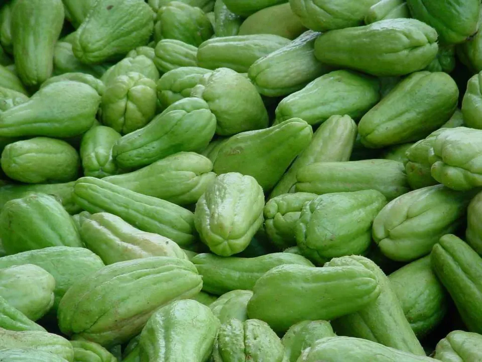 O chuchu é o item da cesta que está mais barato: 24% menor