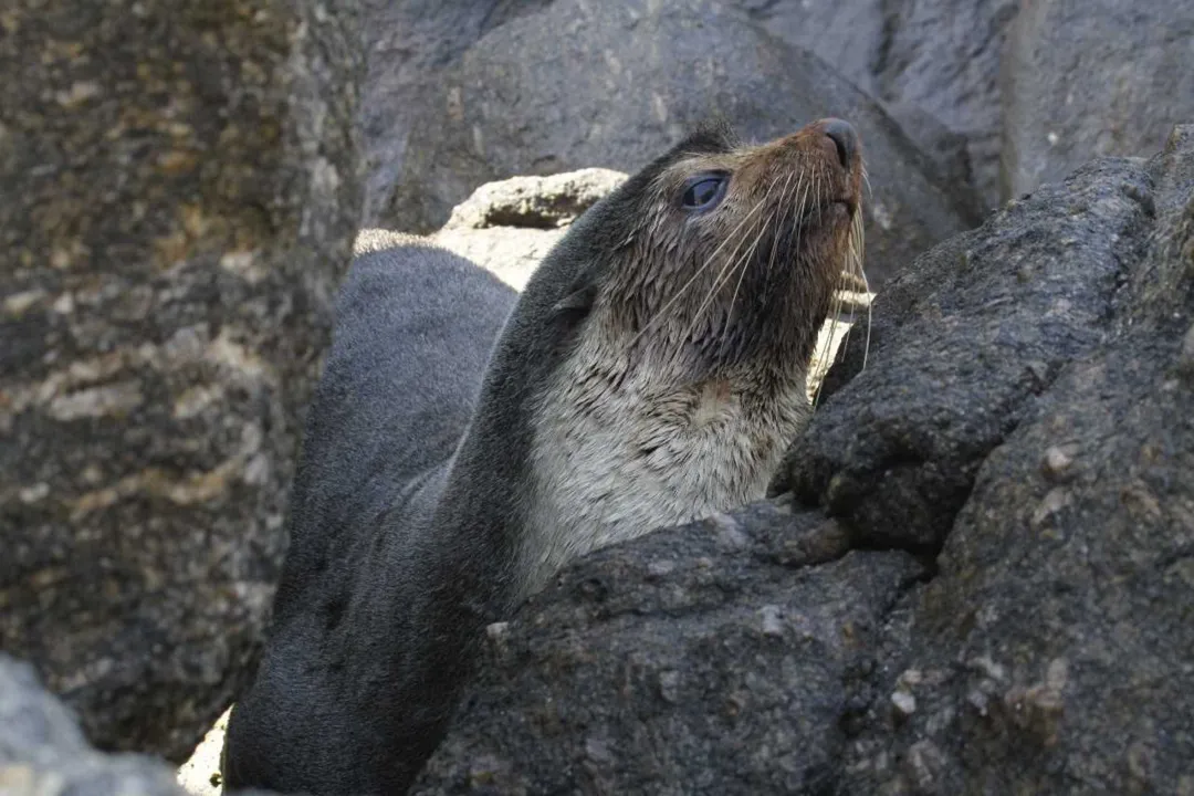 O animal tinha cerca de dois metros.