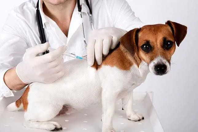 Os animais devem ser vacinados contra a raiva, que pode ser transmitida ao ser humano