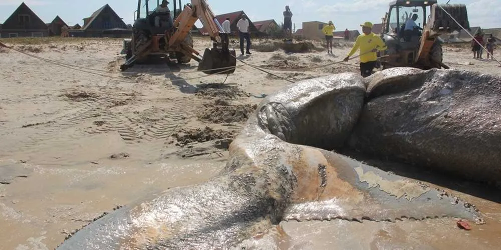 Imagem ilustrativa da imagem Baleia encontrada morta é enterrada na areia da praia em Cabo Frio