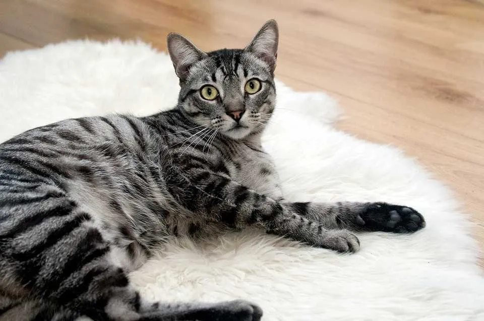 Imagem ilustrativa da imagem Niterói inicia cadastro para castração de gatos