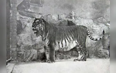 Cientistas vão tentar 'ressucitar' espécie de tigre extinta há 40 anos