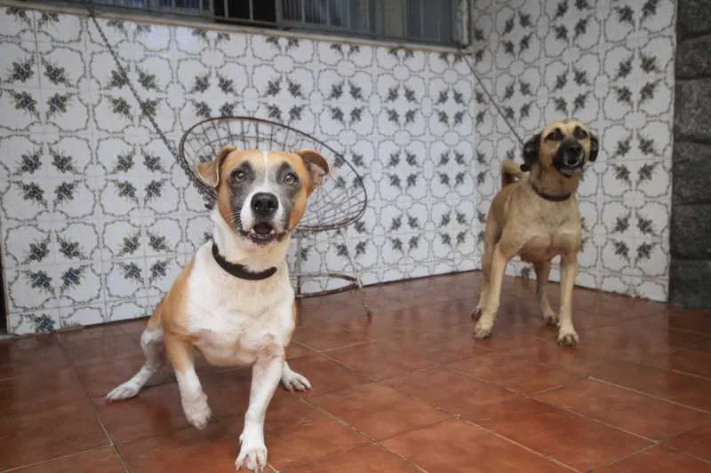 Imagem ilustrativa da imagem Cãozinho fugitivo voltou para a namorada depois de três dias em São Gonçalo