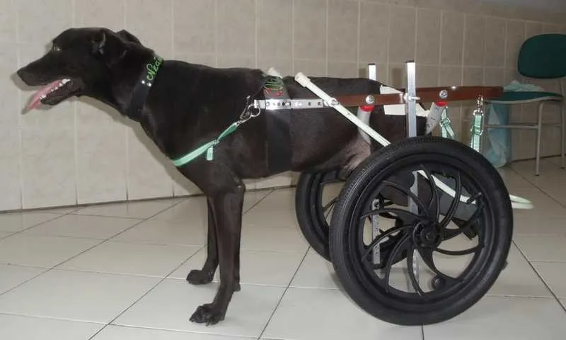 Ricardo produz cadeiras de rodas para animais com deficiência
