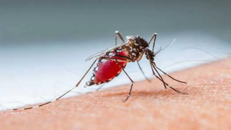 Os mosquitos Aedes modificados ajudam no combate a dengue