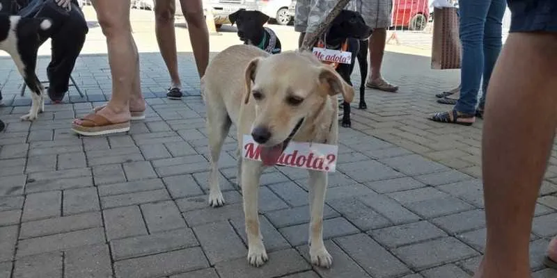>> Os animais adultos oferecidos para adoção já estavam vacinados, castrados e vermifugados