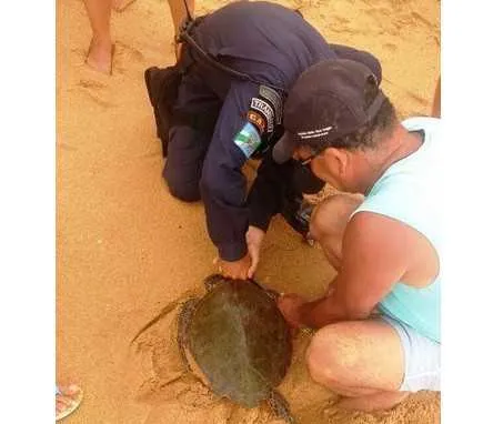 As equipes devolveram a tartaruga ao mar durante operação