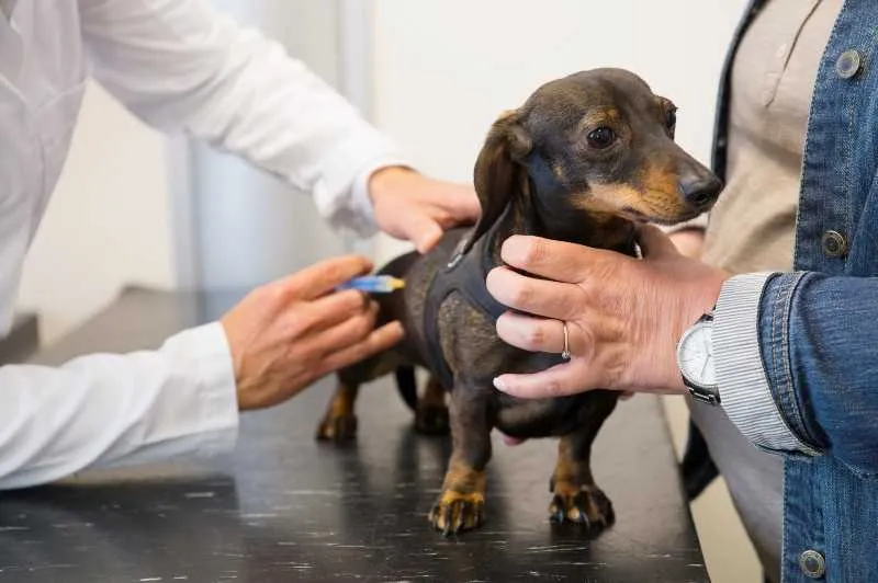 >> Animais com mais de três meses de idade devem ser vacinados para evitar a contaminação