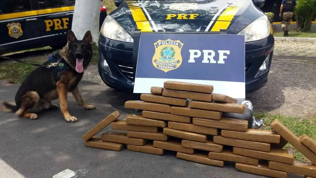 Cão farejador K9 Hai foi quem localizou as drogas dentro de uma mala no interior de ônibus