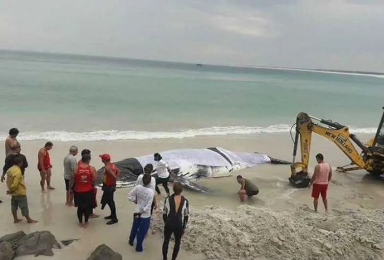 O animal foi devolvido ao mar no fim da tarde de ontem