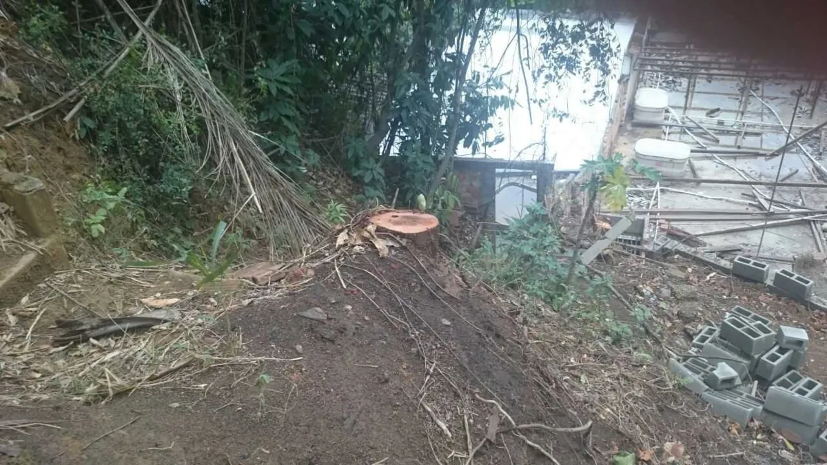 Fiscais flagraram cortes de árvores em autorização