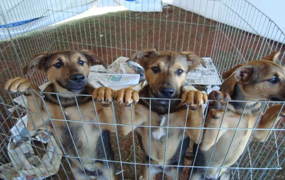 Evento vai contar com feira de adoção de cachorros e gatos