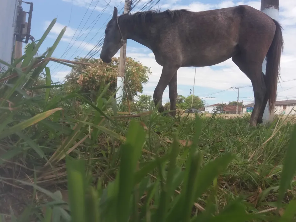 Animal está com pata quebrada e já está sendo cuidada