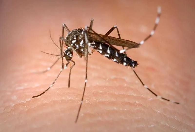 São Gonçalo inaugura o Jardim Usina em combate ao Aedes aegypti